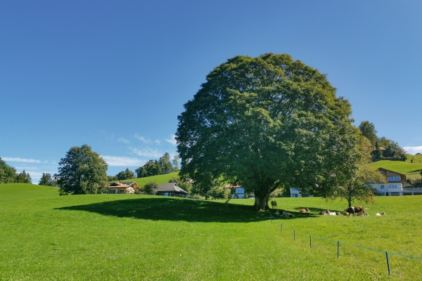 Randonnée picturale au bord du lac de Thoune