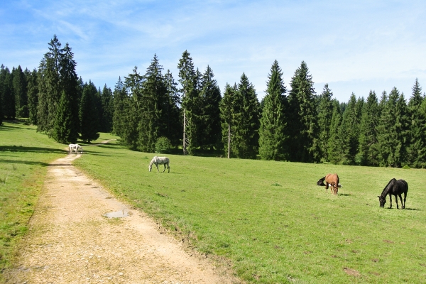 Teiche und Pferdeweiden in den Freibergen