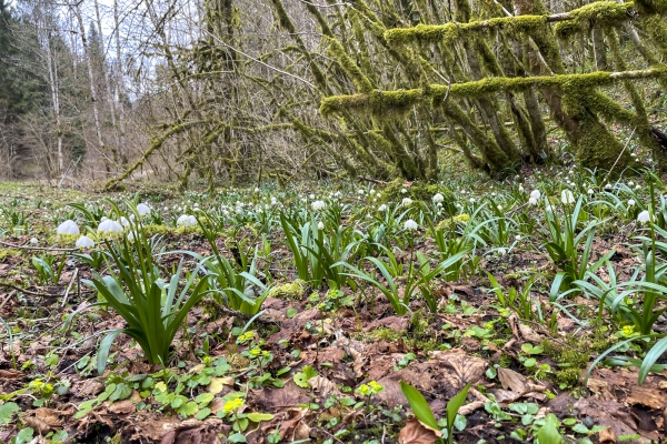 Das Geheimnis des Doubs bei Goumois