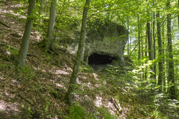 Hiboux et chouettes dans la campagne zurichoise