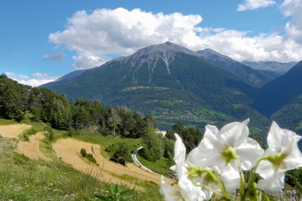 Alte Kulturpflanzen im Mittelwallis