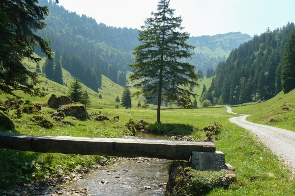 Zum Moor auf der Wolzenalp