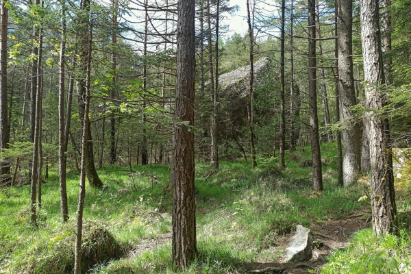 Auf und ab im Goldauer Bergsturz