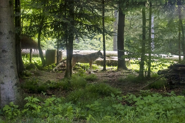 Von der Stadt durch den Wald auf die Kyburg