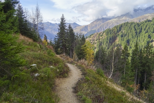 Surfaces d’arbres déracinés dans la Surselva