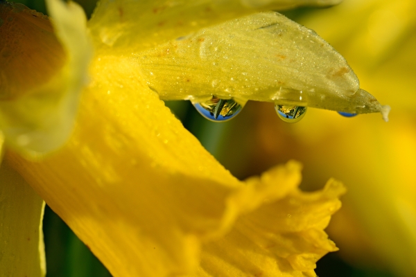 Un mare di fiori dorato nel Giura neocastellano