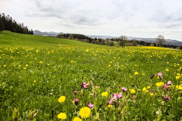 Durch Wälder und Weiden