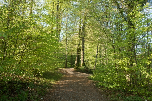 Frühling neben den Flüssen 