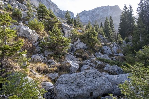 Dans les Préalpes fribourgeoises