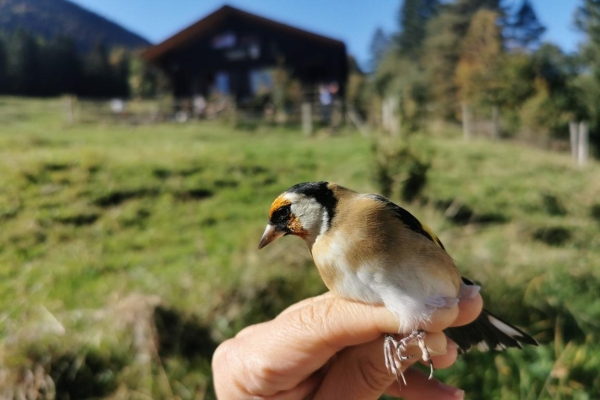 Vogelberingung auf dem Subigerberg