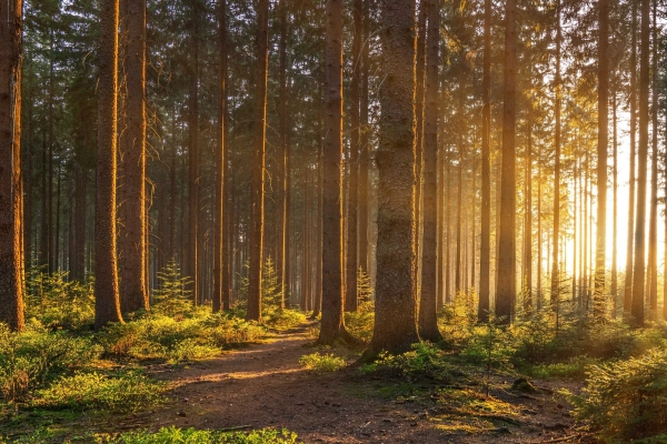 Angebot der Krebsliga Graubünden: Durch die Witenen zum Fürstenwald