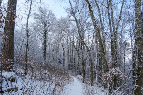 Wanderung im Reiat im Naturpark Schaffhausen