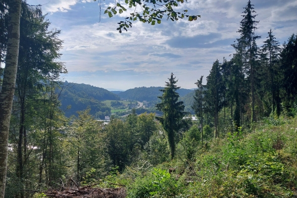 Um den kleinen Buchberg