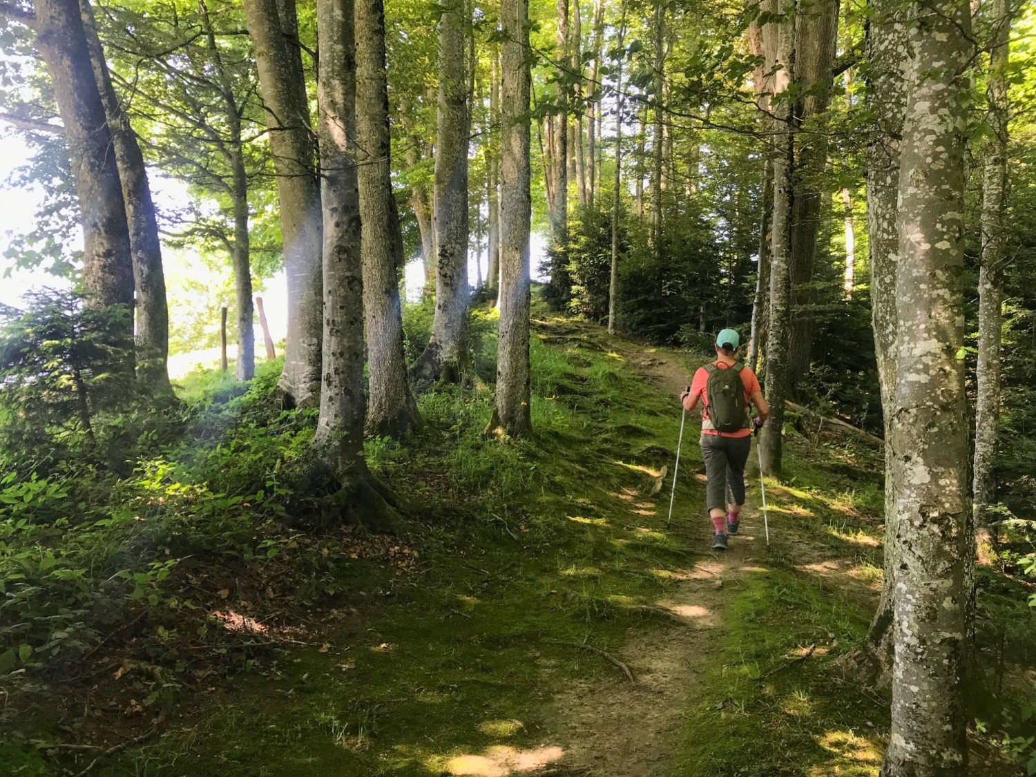 Abschnitte der Wanderung führen durch Schatten spendende Mischwälder mit Buchen.