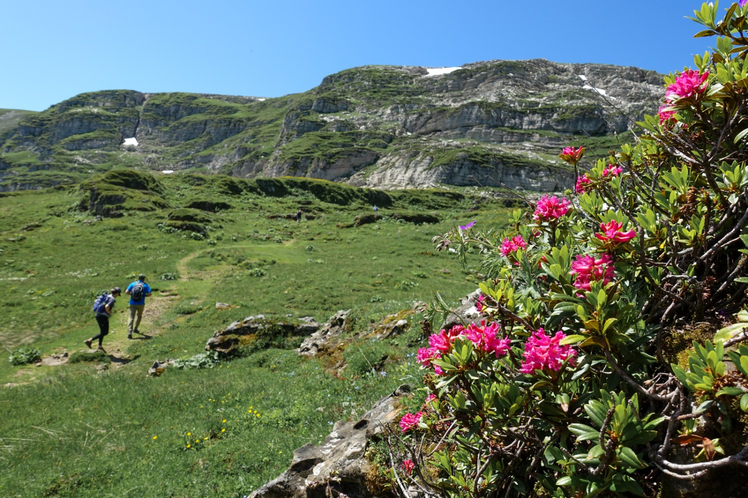 Des rhododendrons en fleurs au bord du chemin pédestre vers le Schlachtböden. Photo: Christiana Sutter 