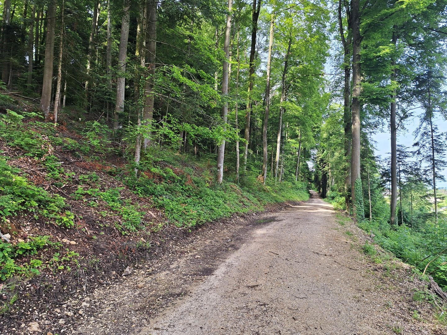 Der Weg führt am Waldrand entlang und verspricht viel Stille.