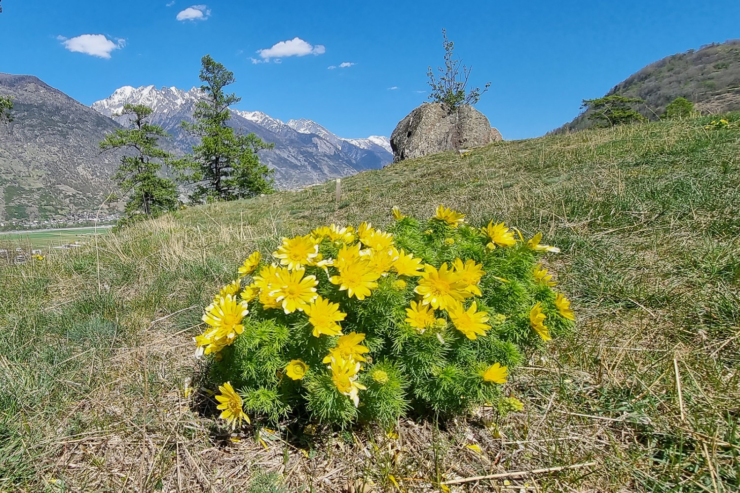 Cespi di adonidi costeggiano il sentiero. Ma fioriscono solo da aprile a metà maggio! Foto: Ulrike Marx