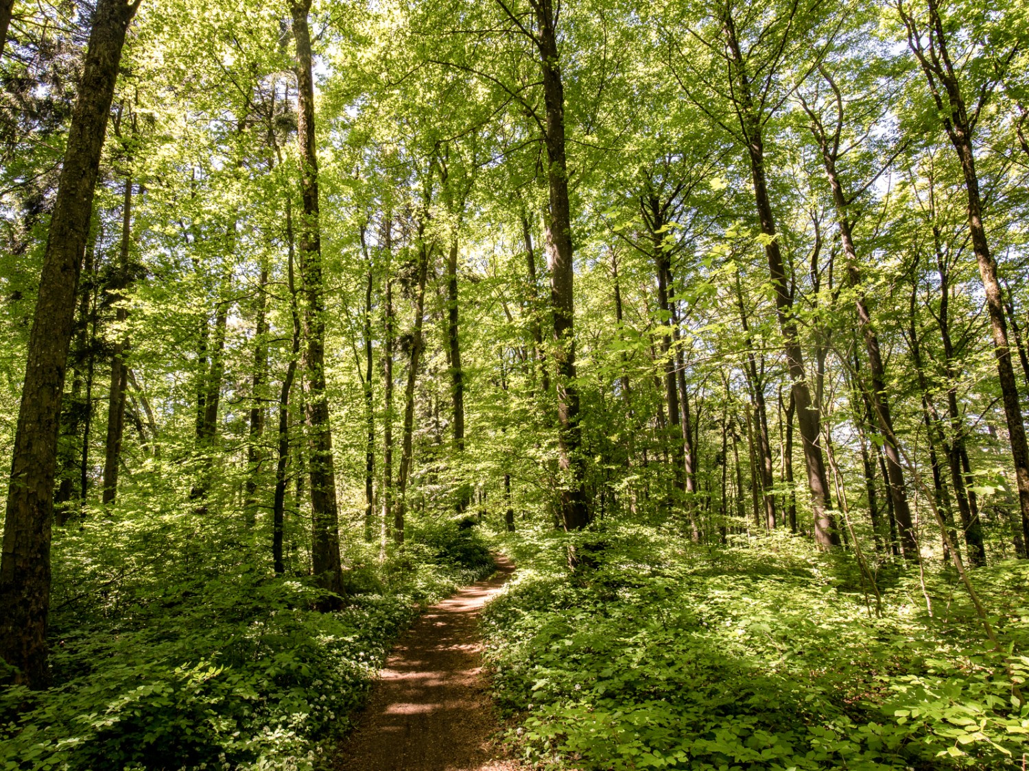 Meist über weichen Waldboden, zwischen Gatter und Hombergegg hingegen über unzählige verkarstet e Jurasteine führt der Weg von der Gisliflue nach Küttigen. Bild: Daniel Fleuti