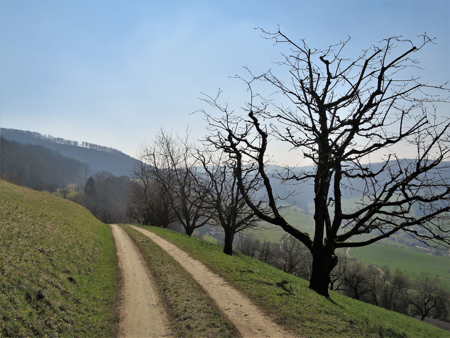 Une série de cerisiers borde le chemin. Photos: Andreas Staeger