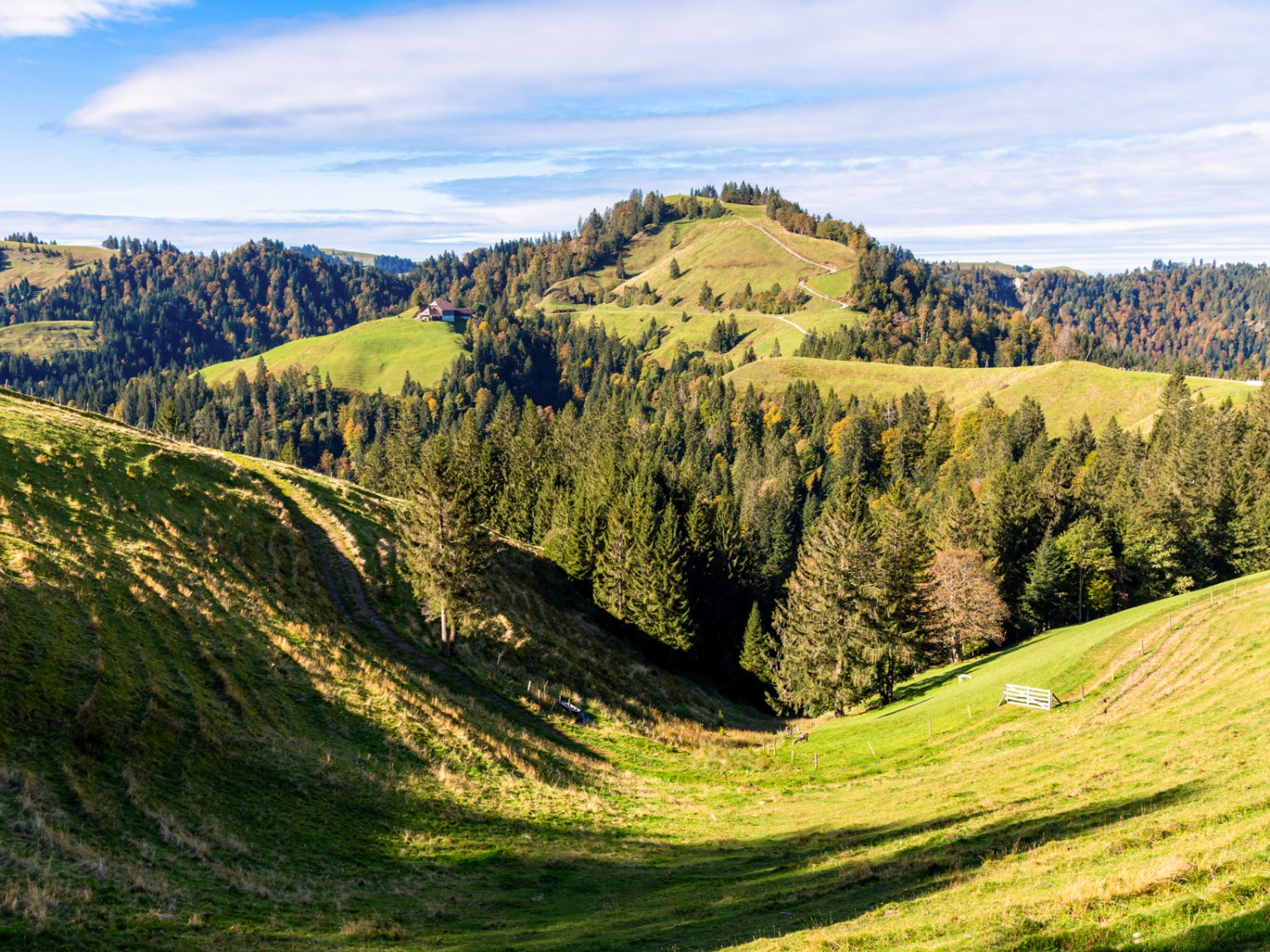 Alors que les sapins restent verts, les feuillus se préparent pour l’hiver. Photo: Franz Ulrich