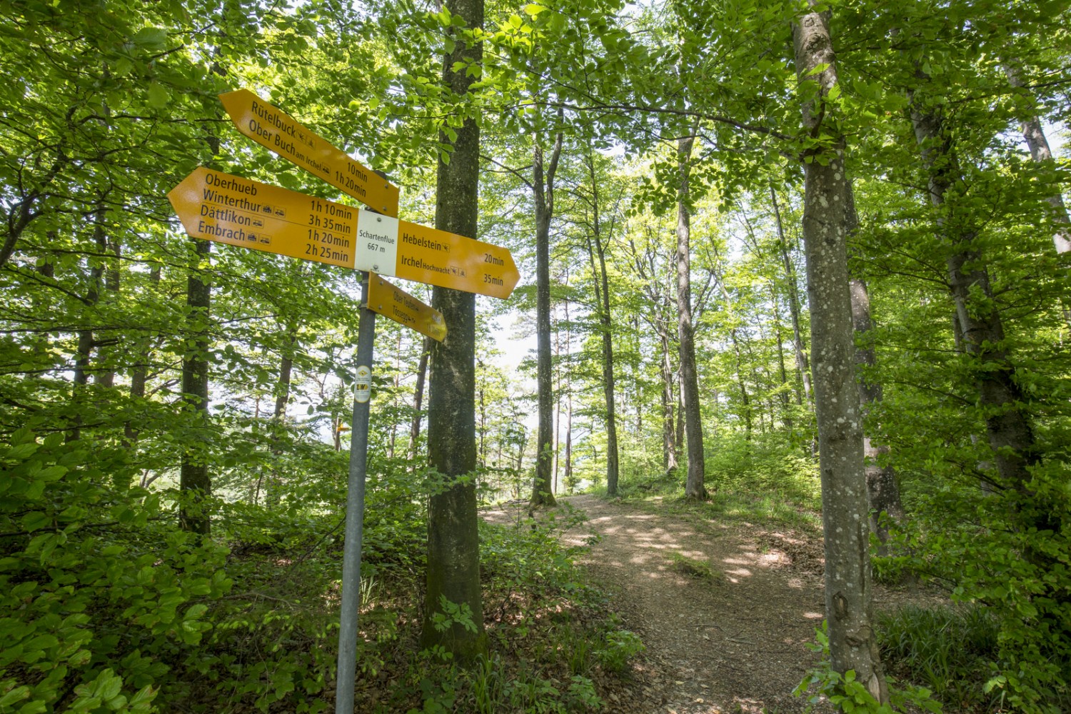 Auf der Schaftenflue zweigt man ab Richtung Teufen, um zur Brueder-Lienert-Höhle zu gelangen. Der direkte Weg nach Irchel Hochwacht geht nicht bei der Höhle vorbei. Bild: Daniel Fleuti