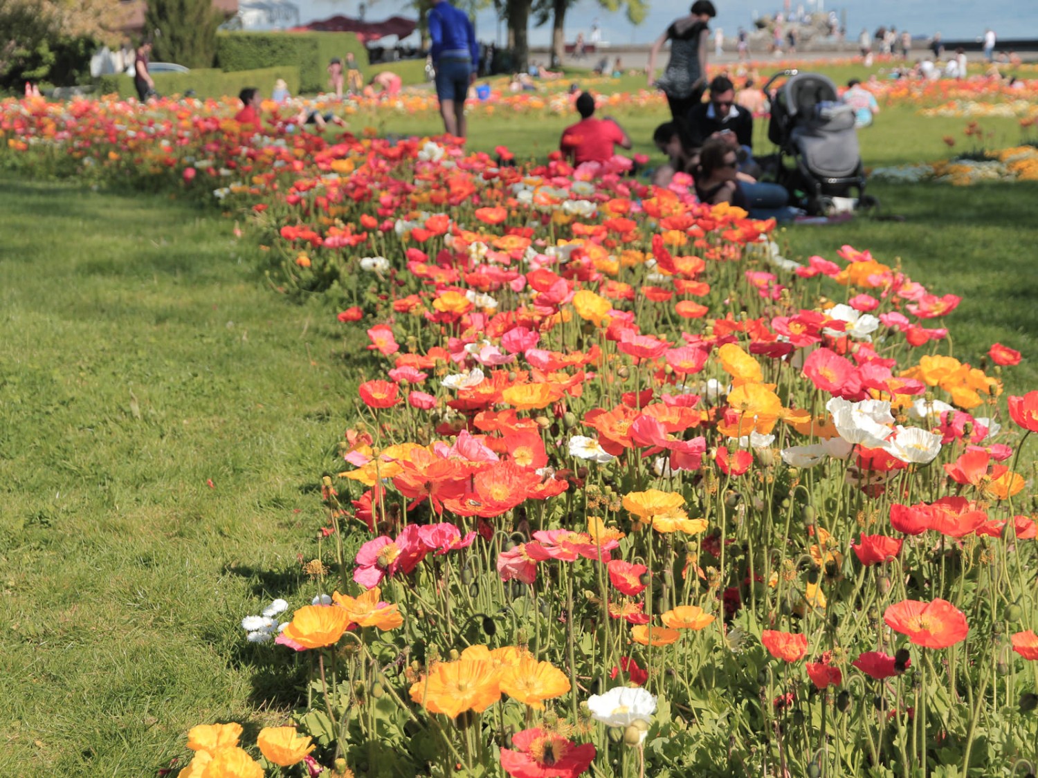 Erholung mitten in der Blumenpracht im
botanischen Garten. Bild: Elsbeth Flüeler