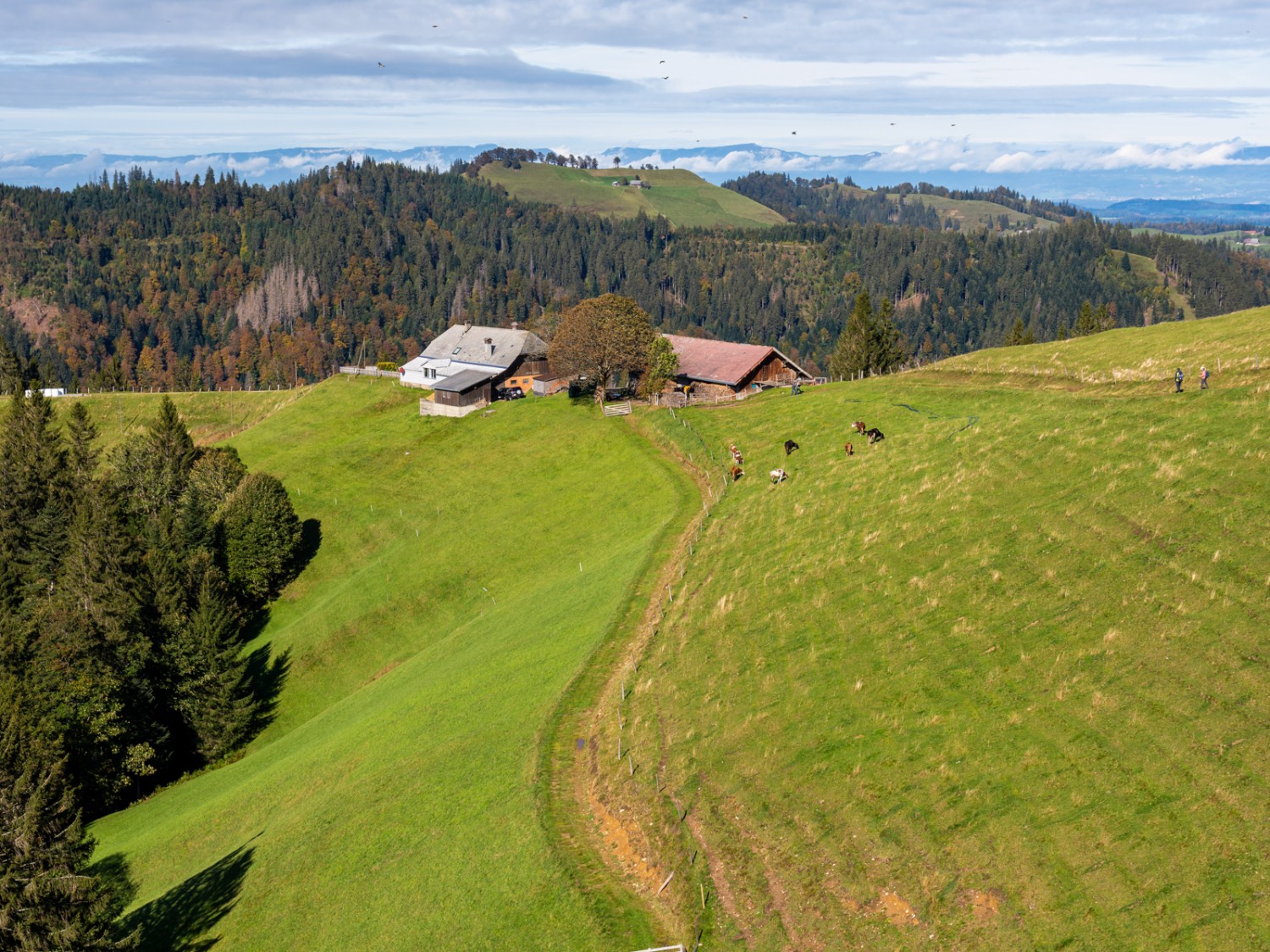 Le pré où paissent ces vaches sera bientôt recouvert de neige. Photo: Franz Ulrich