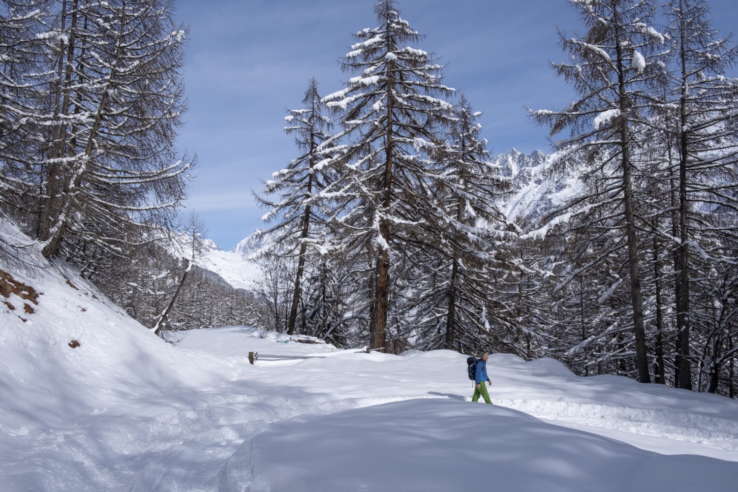 Des clairières permettent régulièrement d’admirer la vue, ici sur la Lötschenlücke. Photo: Markus Ruff