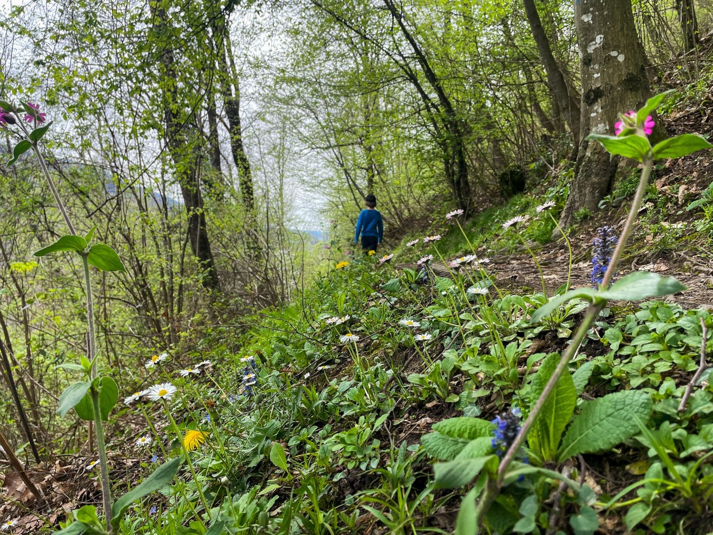 Im Valle di Muggio wird es immer grüner.