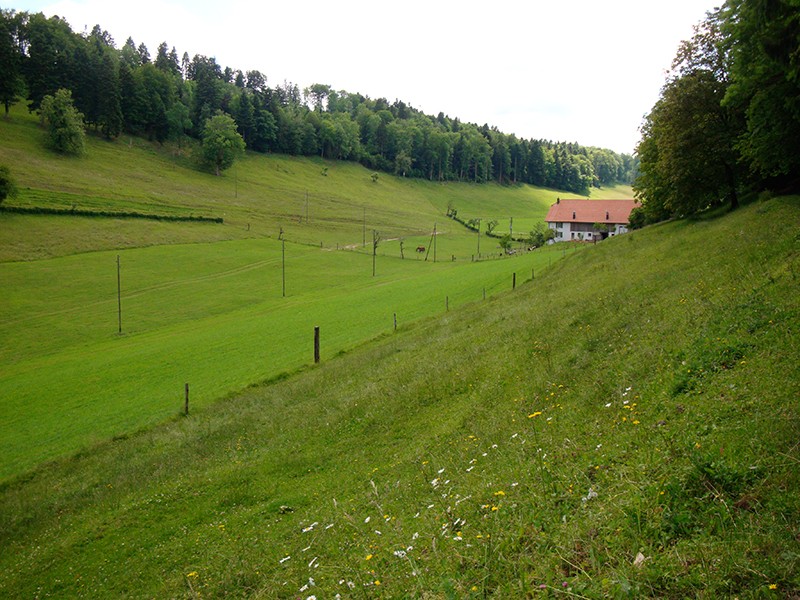 Im Tal wenig nördlich von Delémont scheint die Stadt weit entfernt.   Bild: Sabine Joss