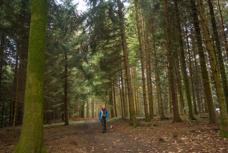 La paisible forêt de Galgeberg. 
Photo: Vera In-Albon 