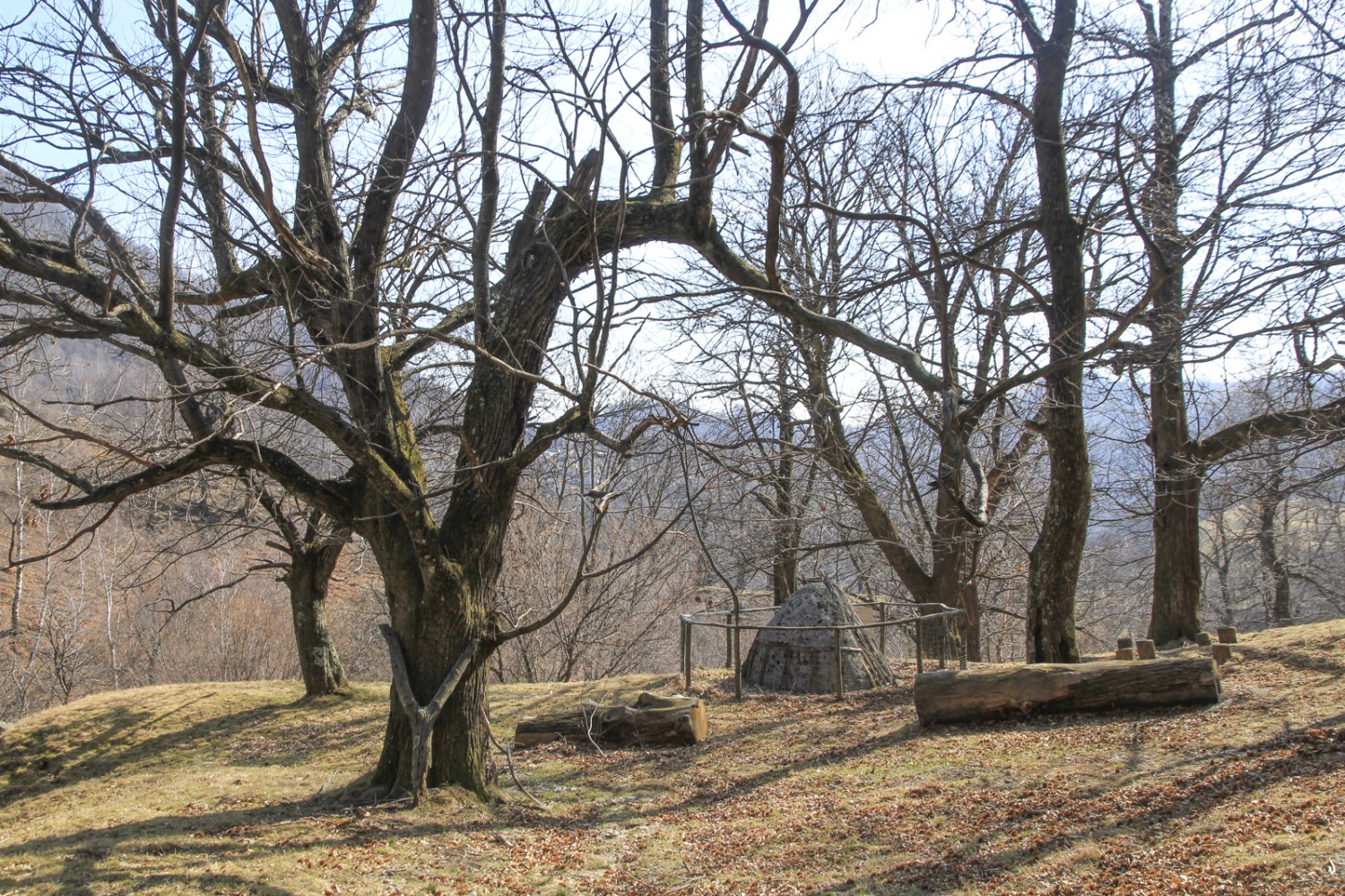 Tas de charbon: le bois du châtaignier servait aussi à produire du charbon.
Photo: Elsbeth Flüeler