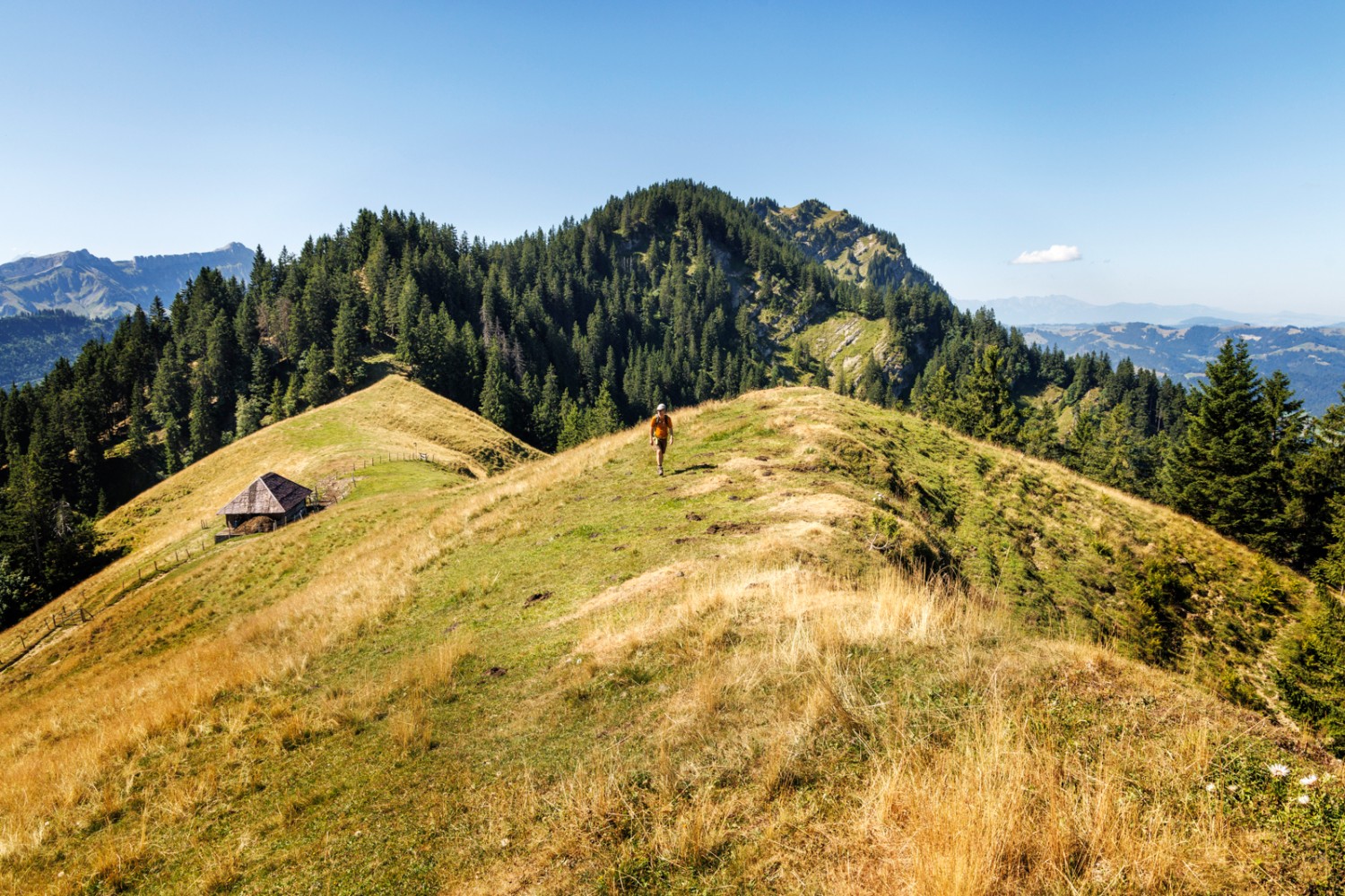 Les pâturages s’étendent jusqu’à l’arête. Photo: Severin Nowacki