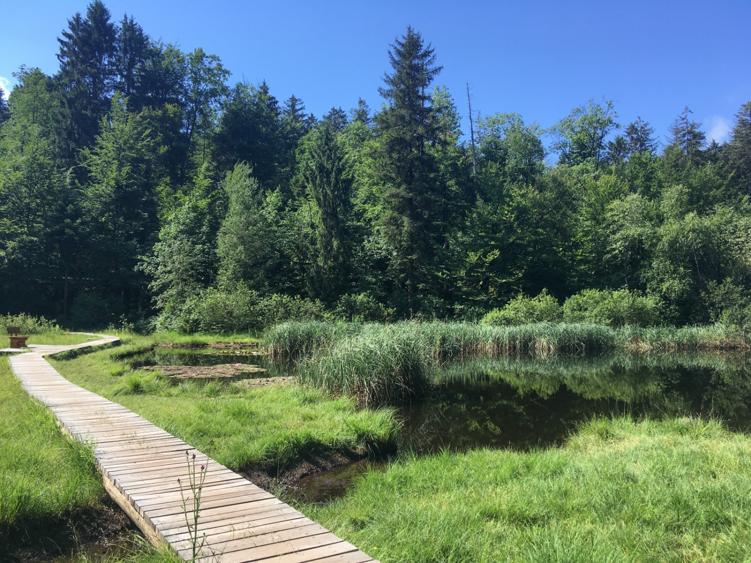 Direktzugang zur Natur: der neue Steg im Hochmoor am Gerzensee. Bild: Jürg Steiner