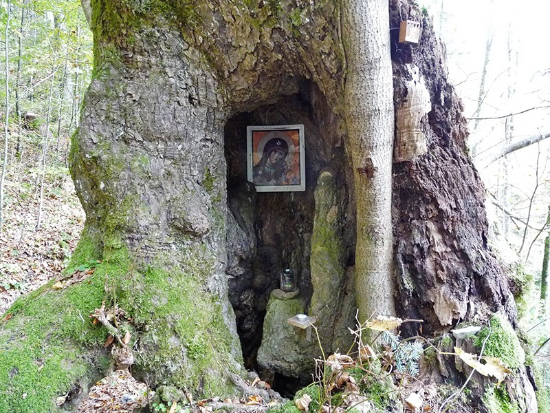 Die hohle Linde mit dem Marienbild kurz nach Monlési. Bilder : Hans Schüpbach, KGS