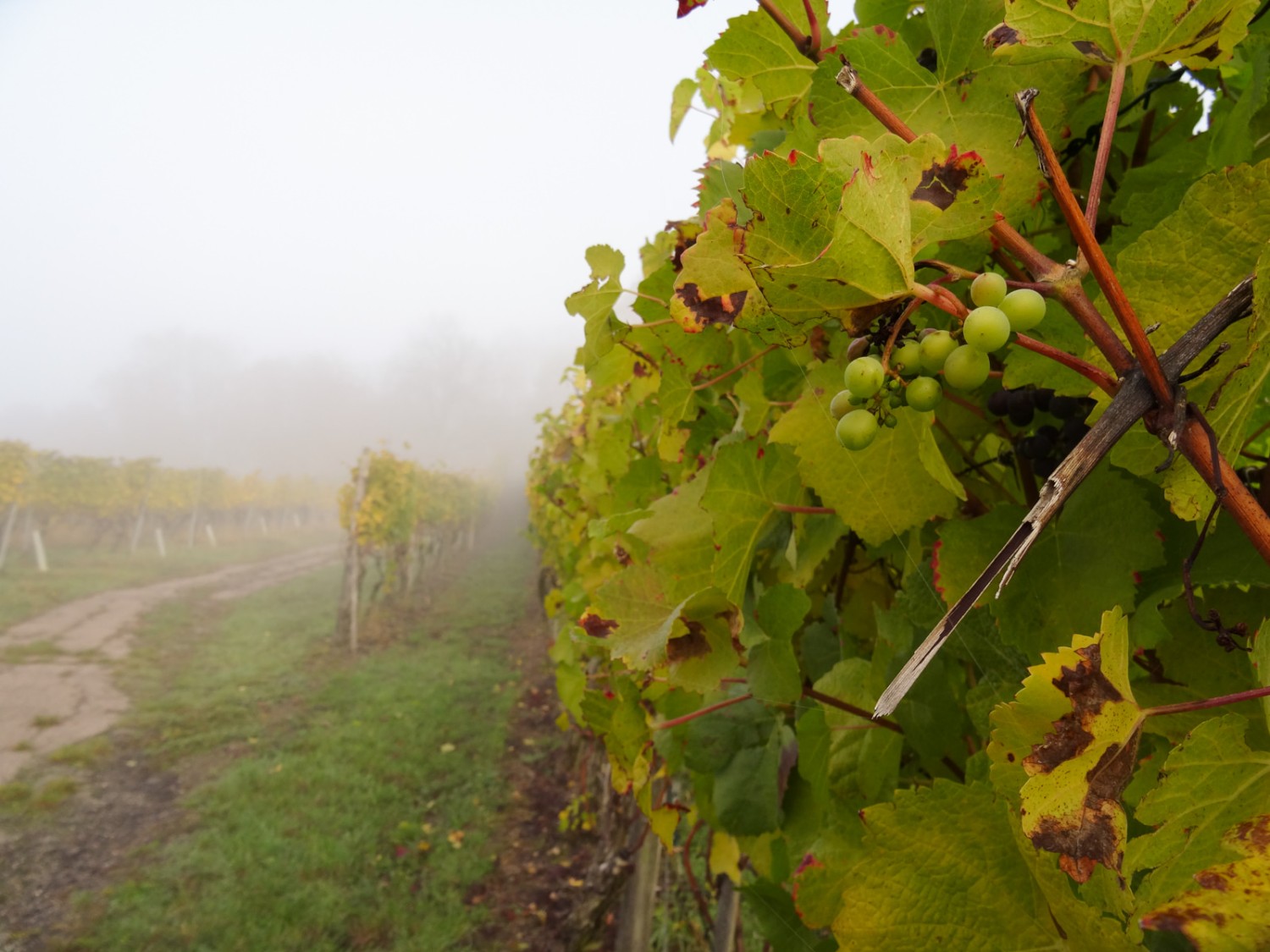 Auf dem Hallauerberg, dem grössten Weinberg der Ostschweiz. 