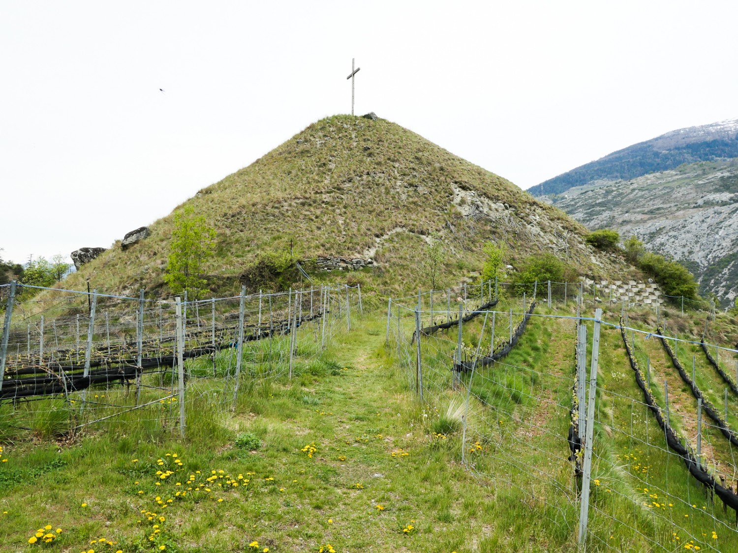 Nei vigneti attorno al Chrizhubil. Foto: Ulrike Marx