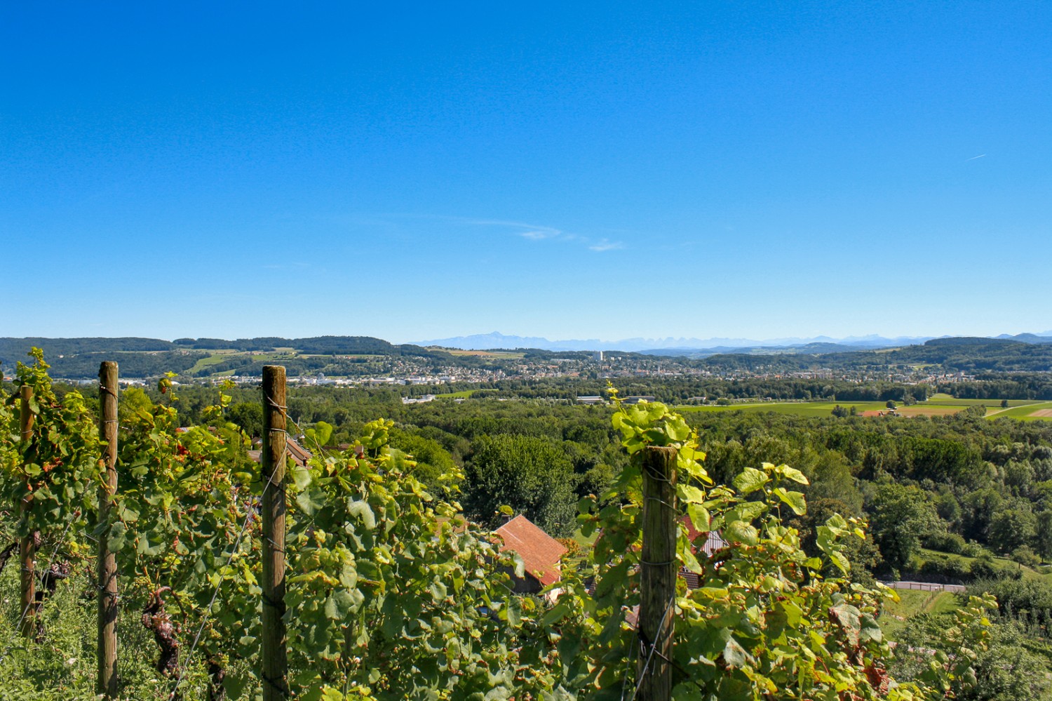 L’escursione panoramica porta per lunghi tratti attraverso i vigneti dell’Iselisberg. A detta di molti, il Pinot nero di questa regione è squisito. Foto: Stefan Birchler