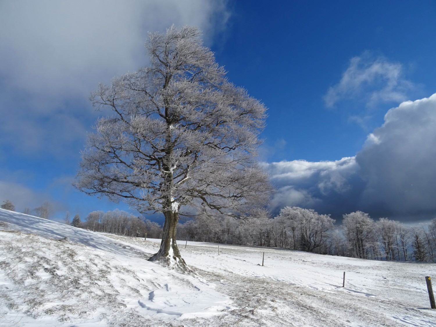 Traces laissées par le vent sur l’Untergrenchenberg. Photo: Sabine Joss