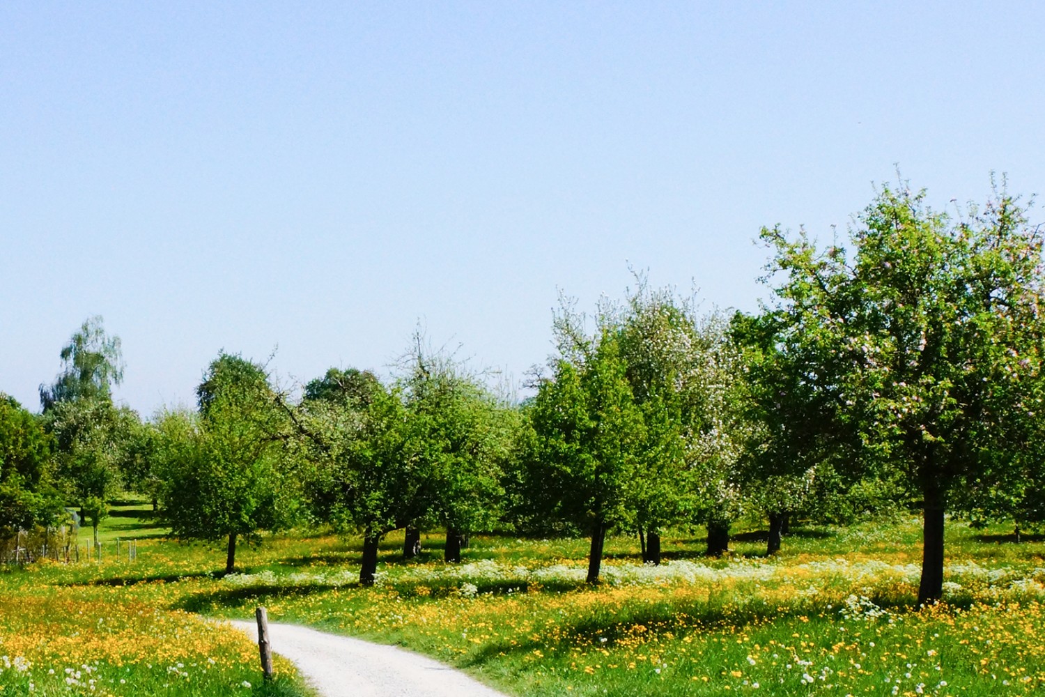 Le village de Mörschwil est à peine quitté que voici la campagne: prairies fleuries et arbres fruitiers à perte de vue. Photo: Vanessa Fricker