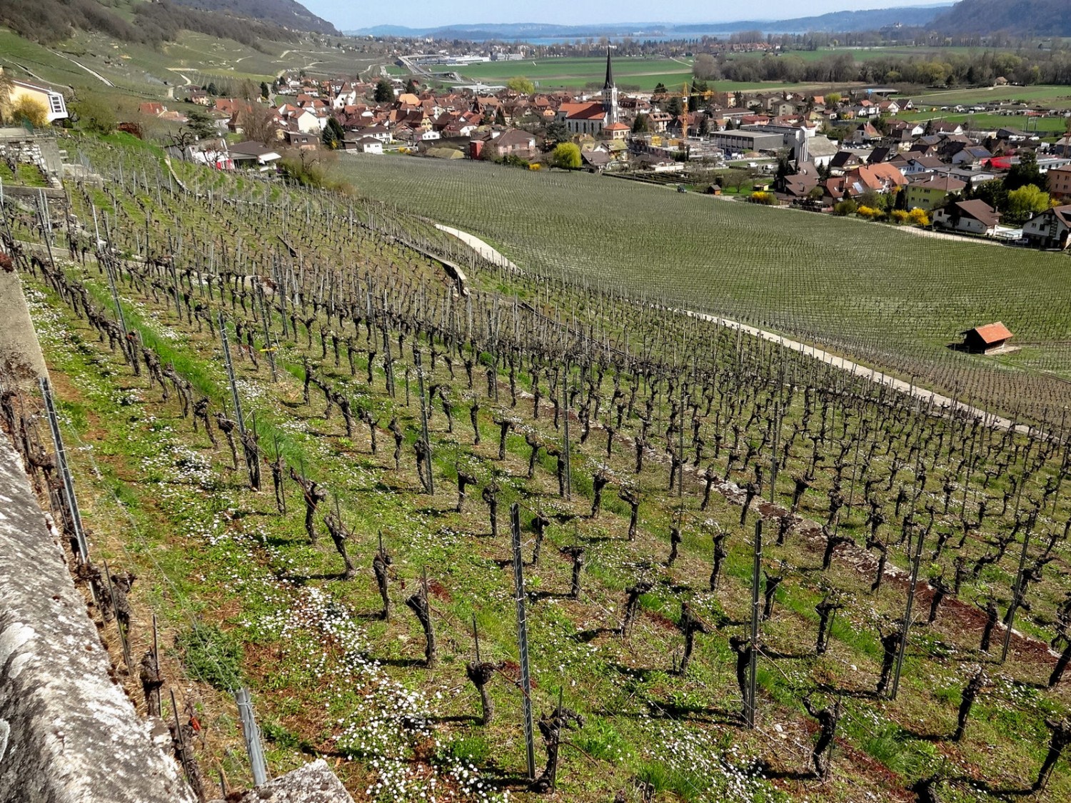 Das Dorf Cressier liegt nicht weit entfernt. Bild: Miroslaw Halaba