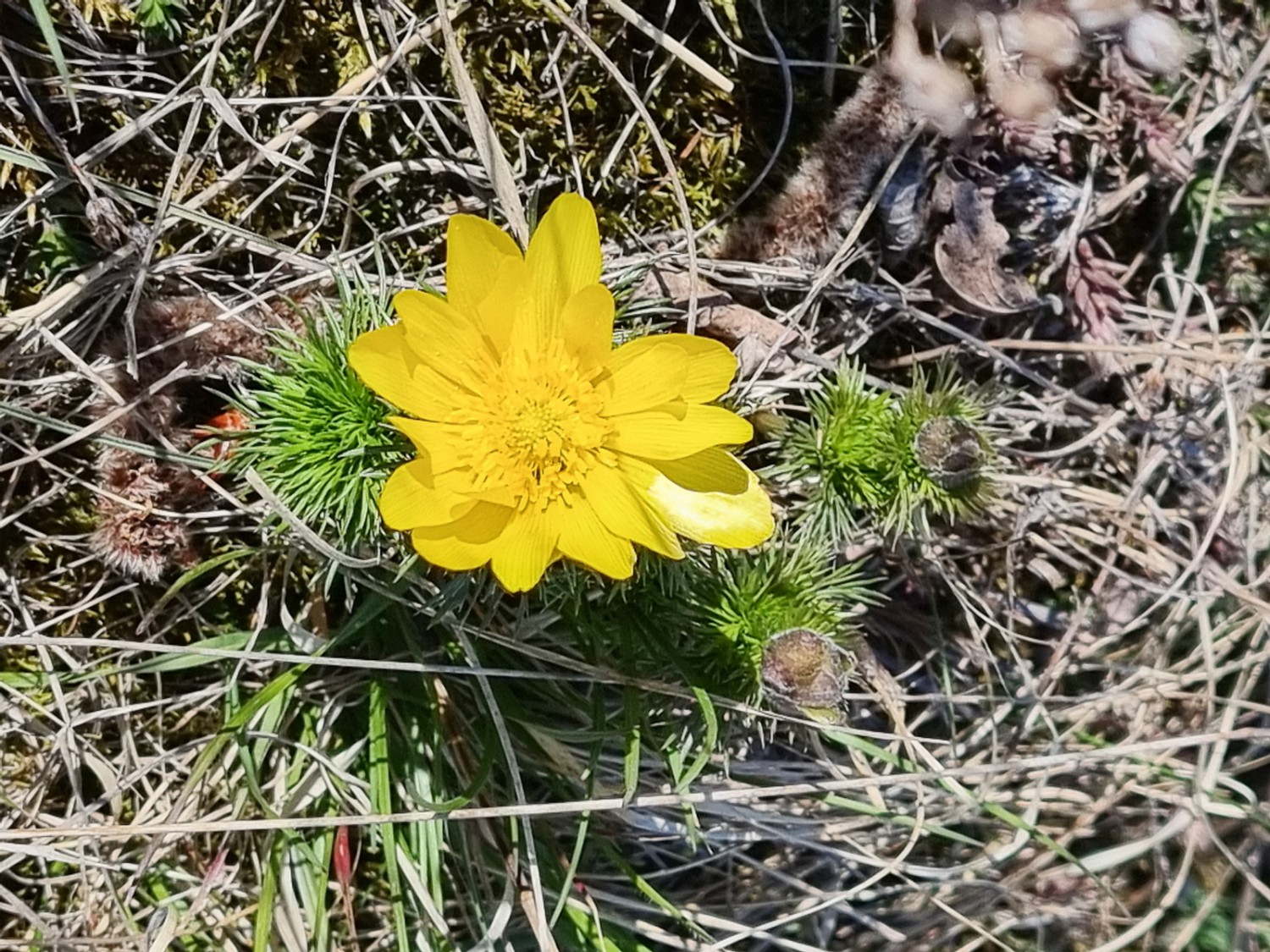 Une très jolie vision que celle de la fleur d’adonis. Photo: Ulrike Marx