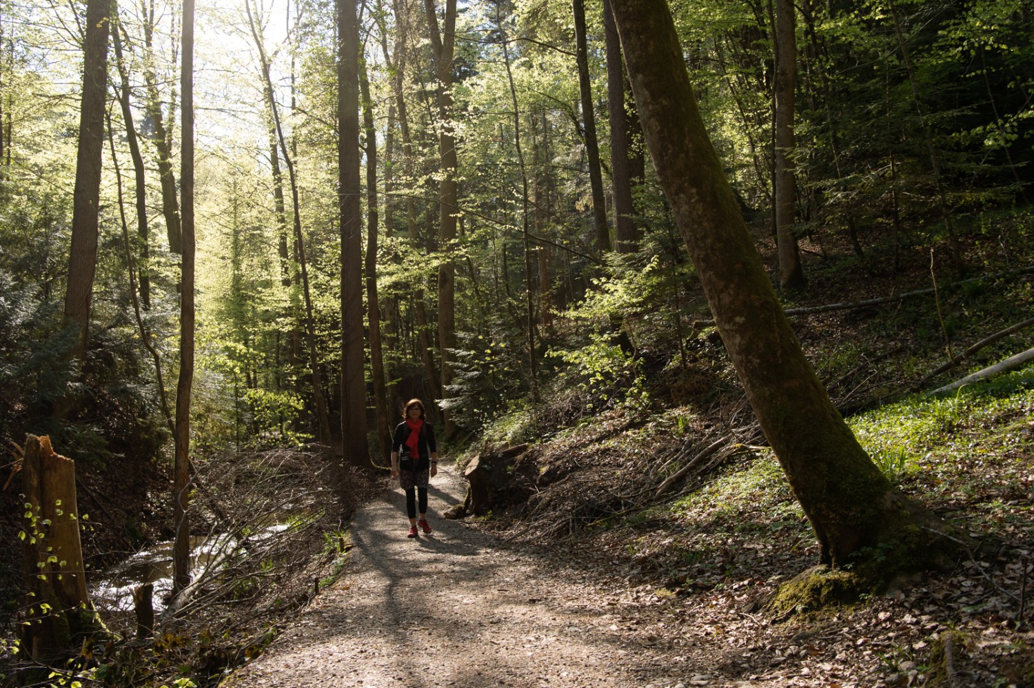 Le long du Mühlitobelbach peu avant Frauenfeld. Photo: Raja Läubli