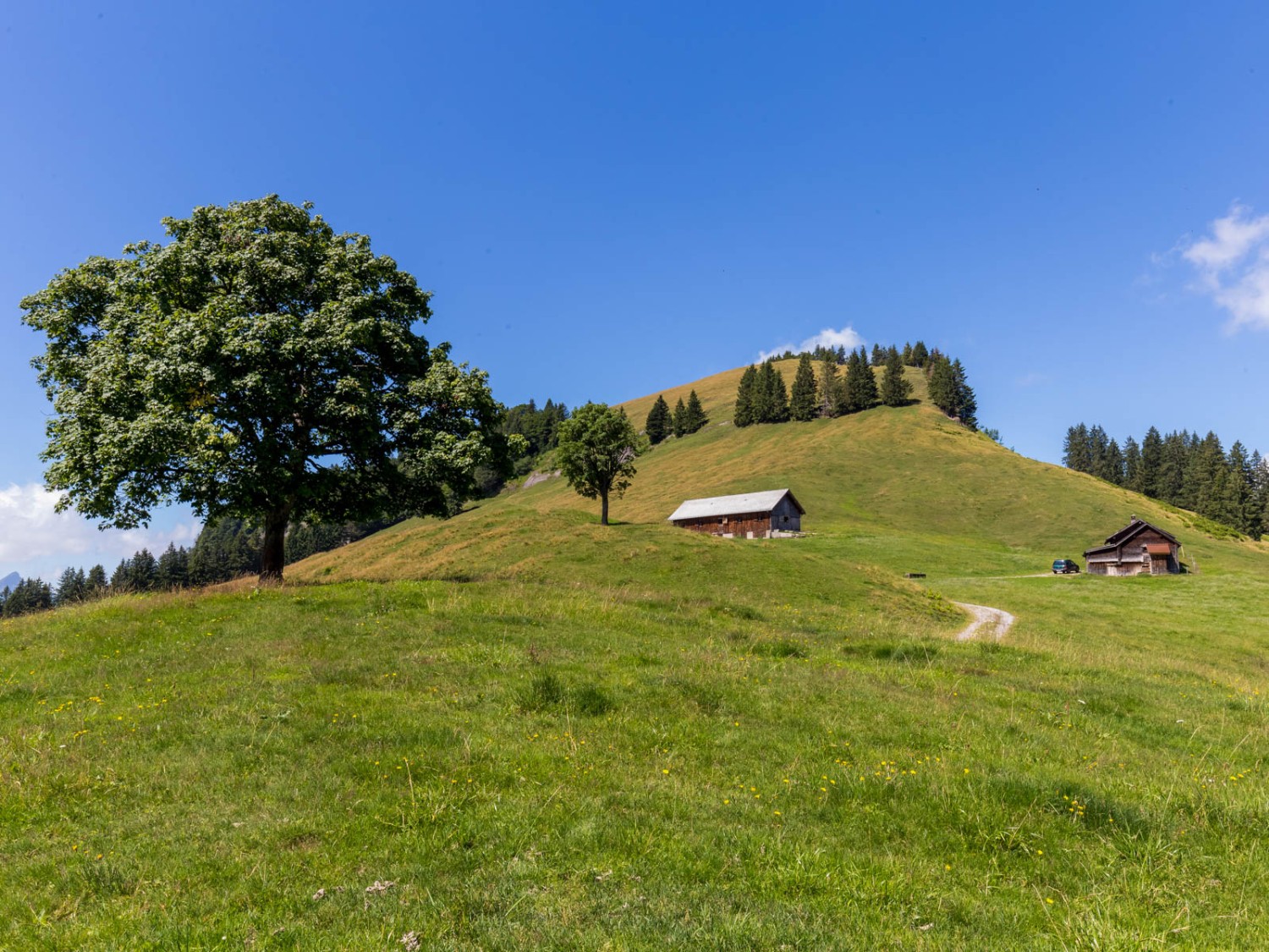 Sur l’alpage de Horn. Photo: Daniel Fleuti