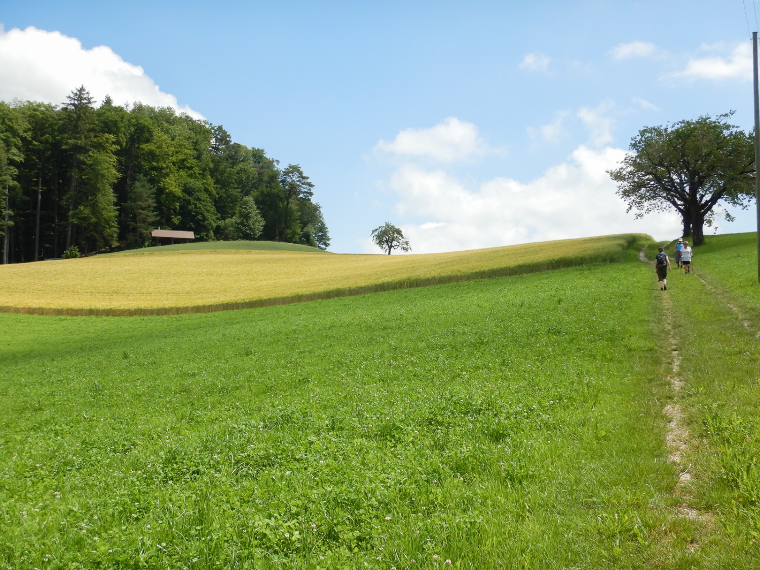 Fonte d’ispirazione per il pittore Cuno Amiet: il dolce paesaggio collinare con alberi da frutto nei dintorni di Oschwand. Fotografie: Susanne Frauenfelder