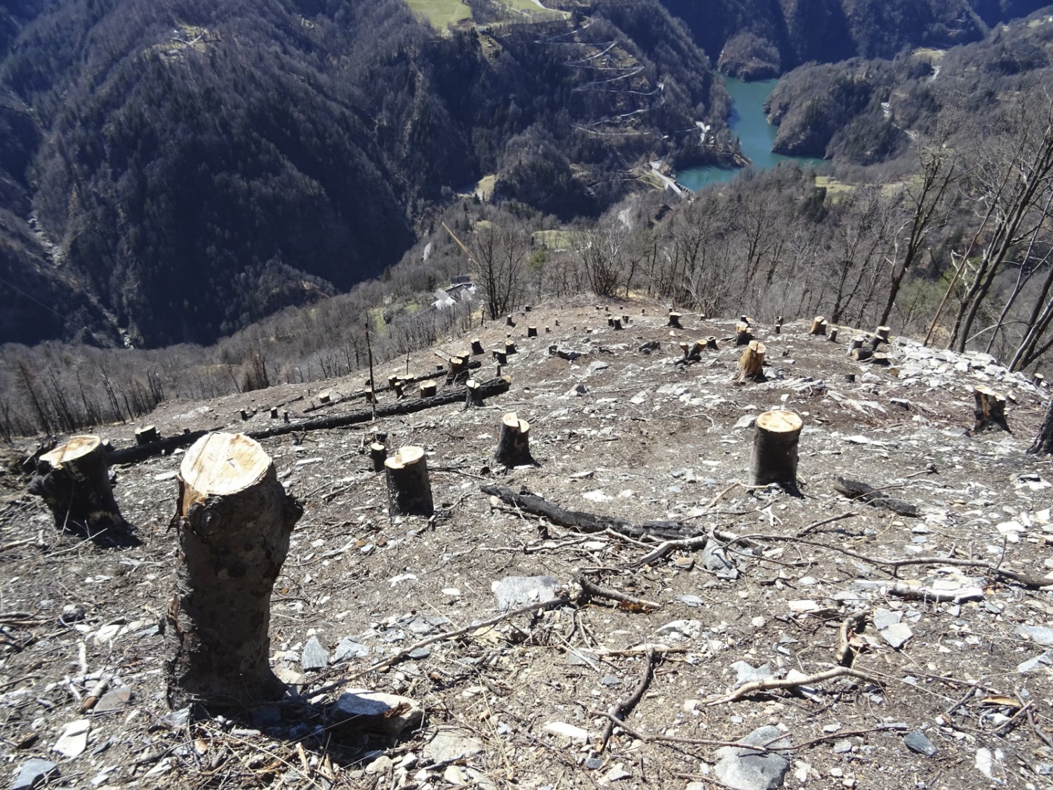 Sans les arbres, le risque de chutes de pierres augmente. Photo: Sabine Joss