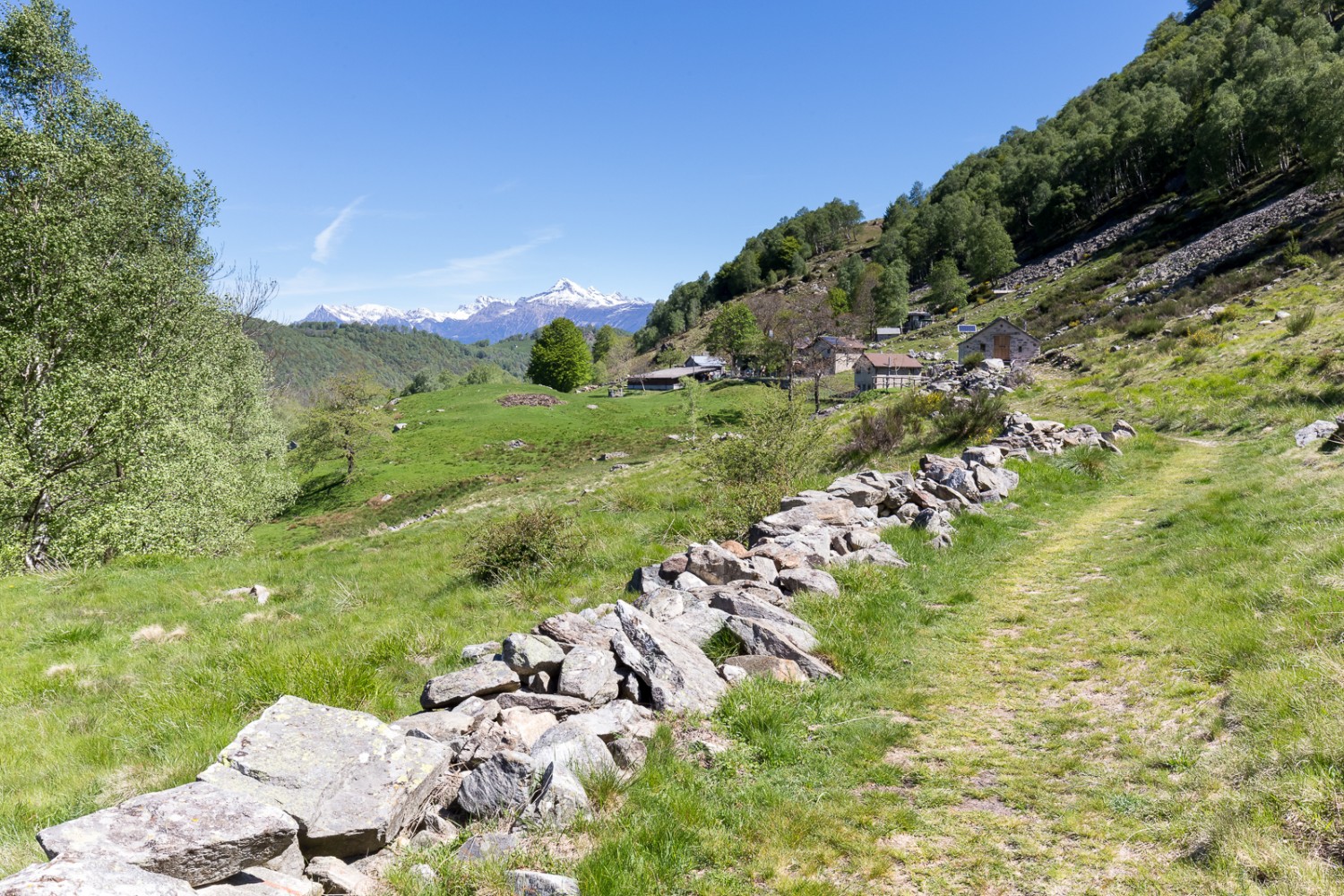 Sull’Alpe Muricce, con vista verso nord al Pizzo di Claro incappucciato di neve. Foto: Daniel Fleuti
