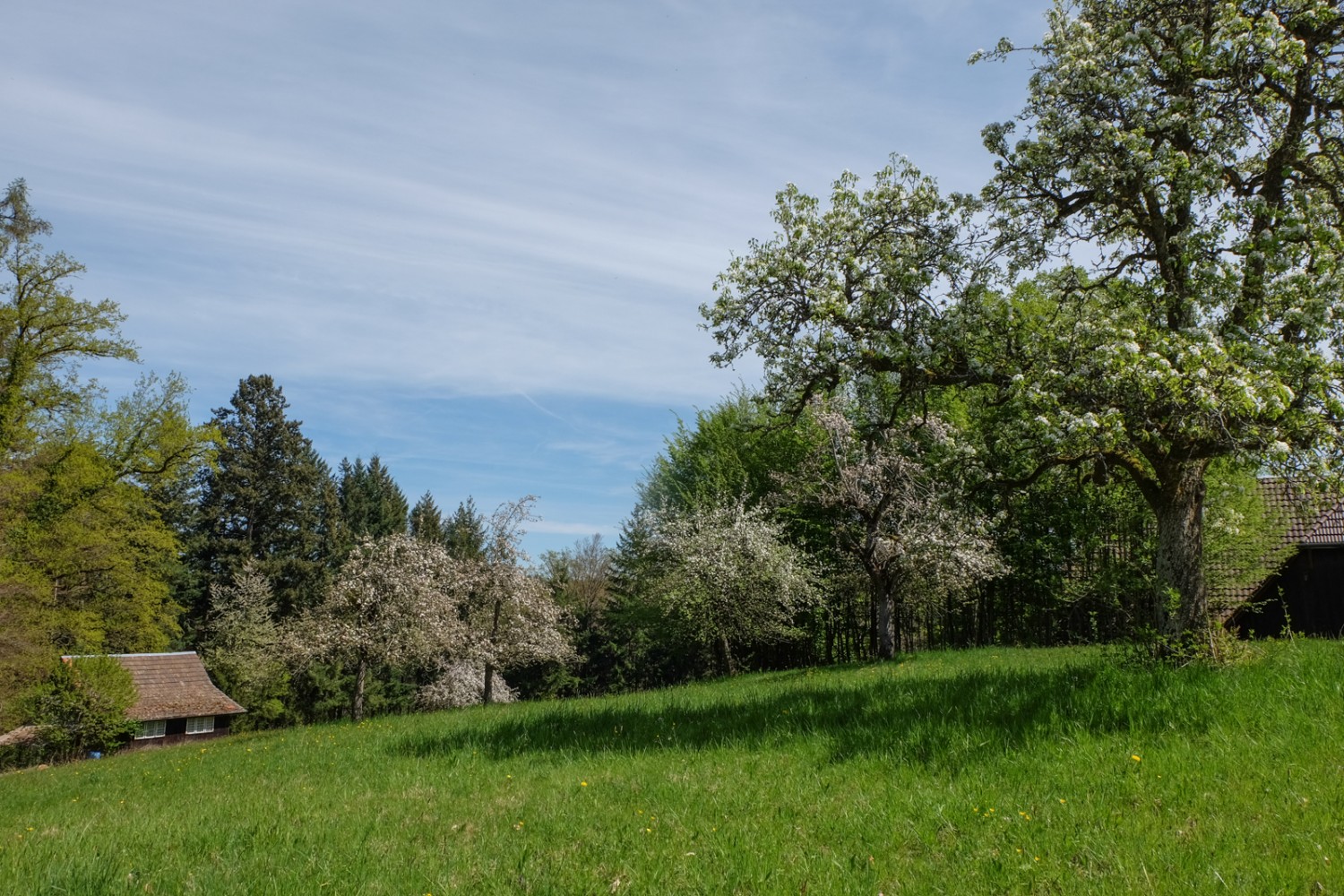 Die Wanderung führt über Land, wo im Frühling die Bäume blühen. Bild: Elsbeth Flüeler