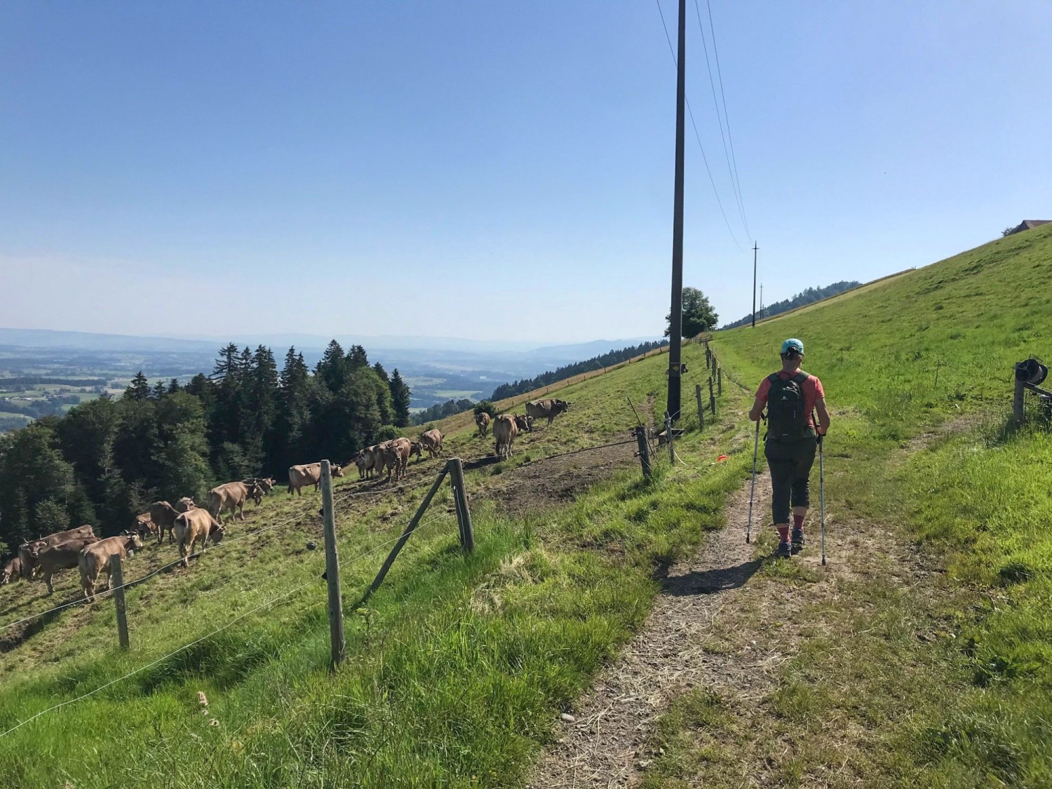 Neben Kuhweiden führt der Wanderweg zunächst dem Hügel entlang.