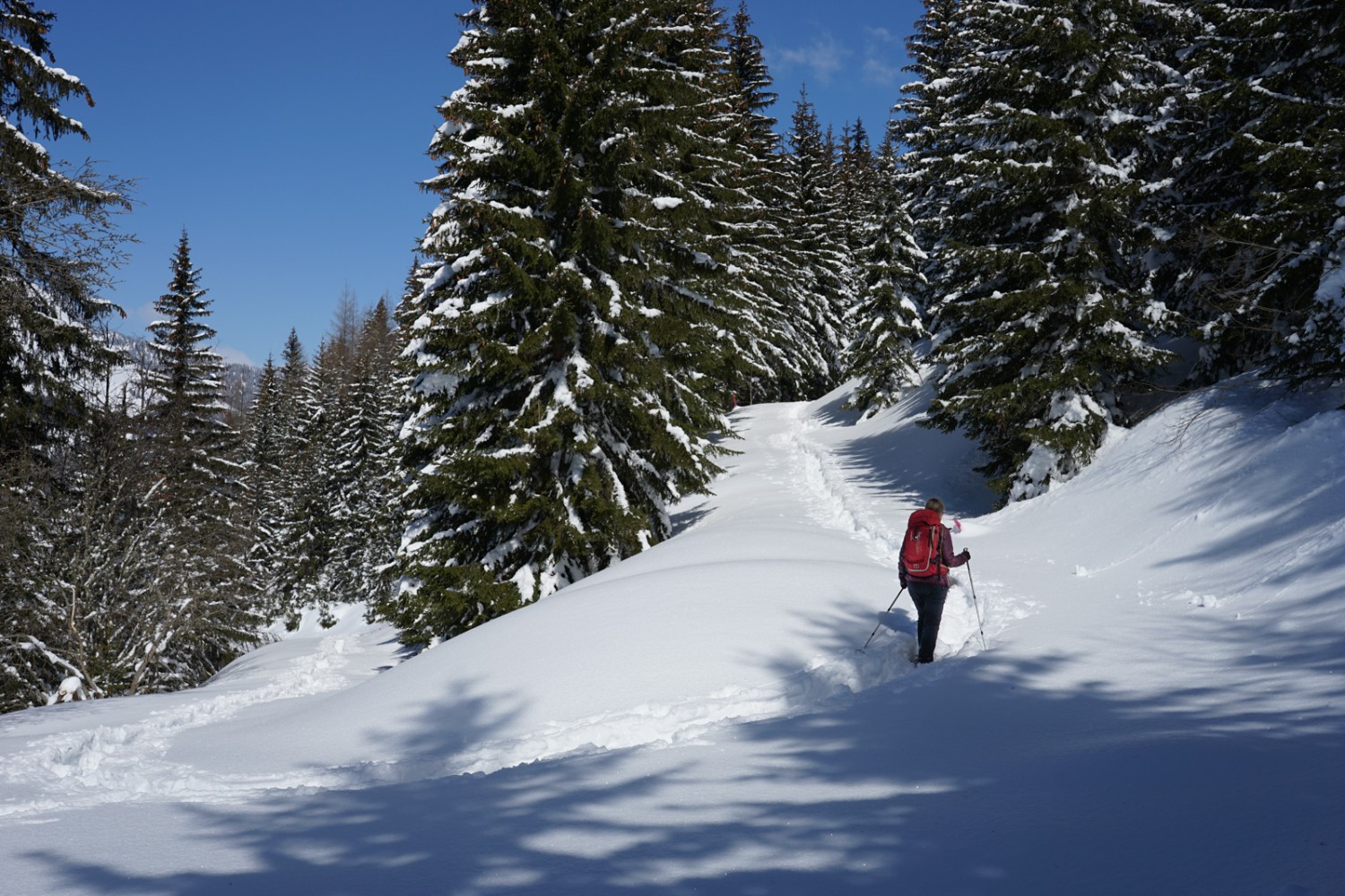 La forêt de sapins clairsemée. Le sentier monte légèrement en larges virages jusqu’à Oudiou. Photo: Reto Wissmann